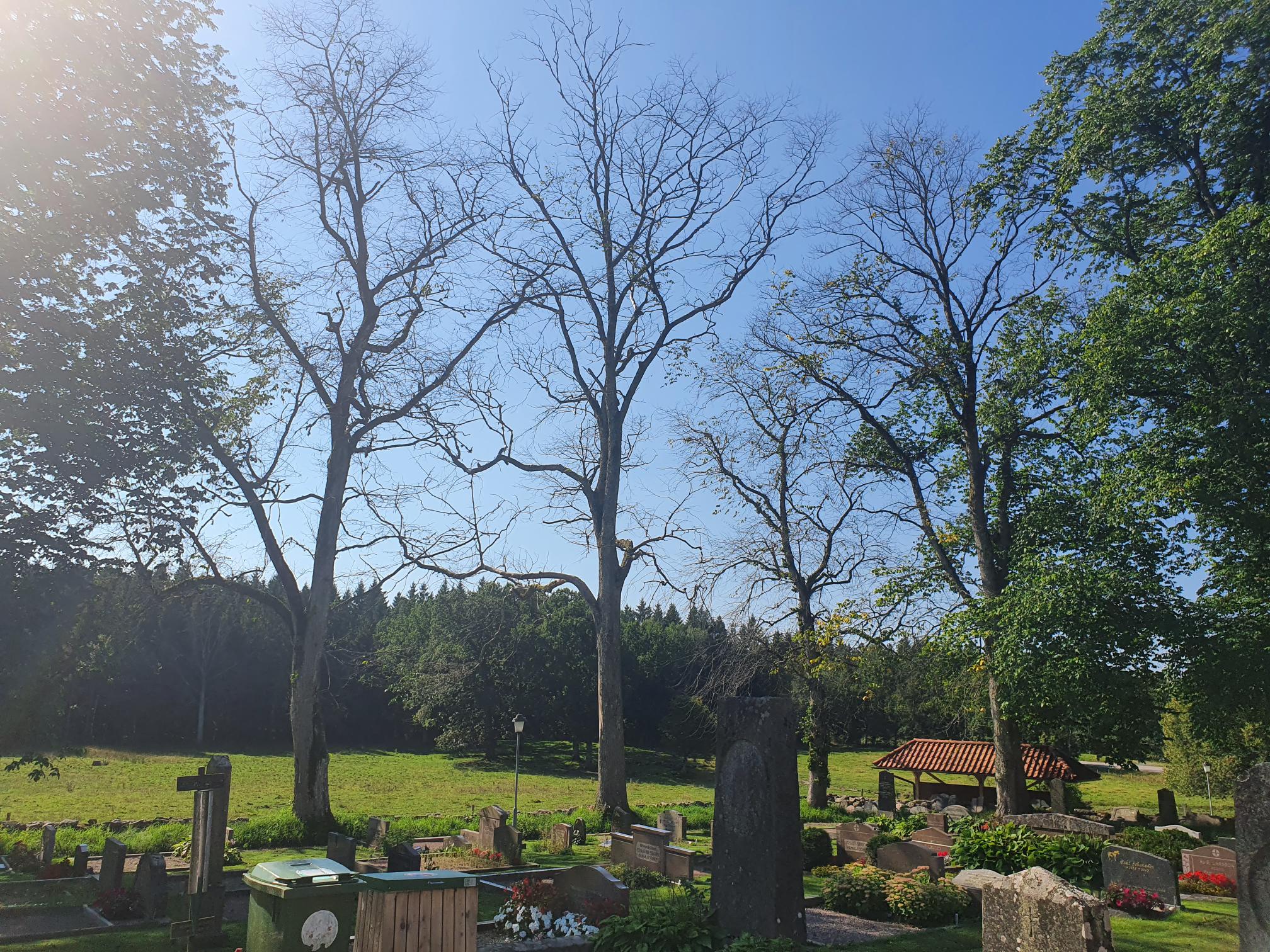 Döda träd i utkanten av kyrkogården.