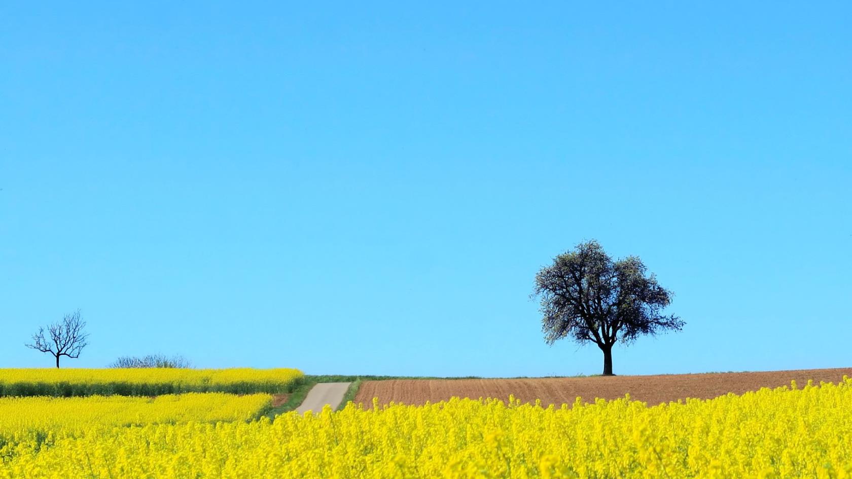Landskap med blommande gula rapsfält mot en klarblå sommarhimmel