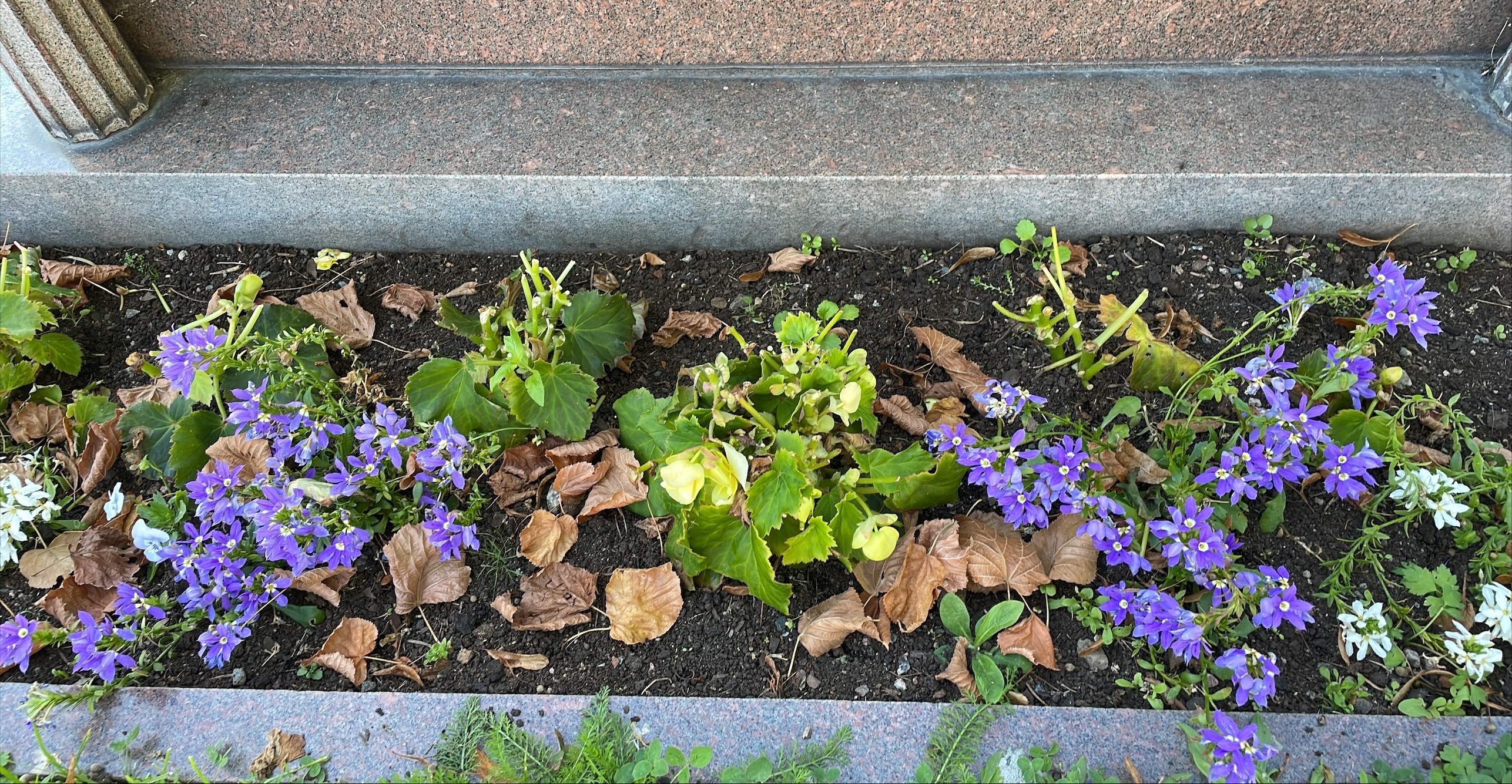 Grav med blommor