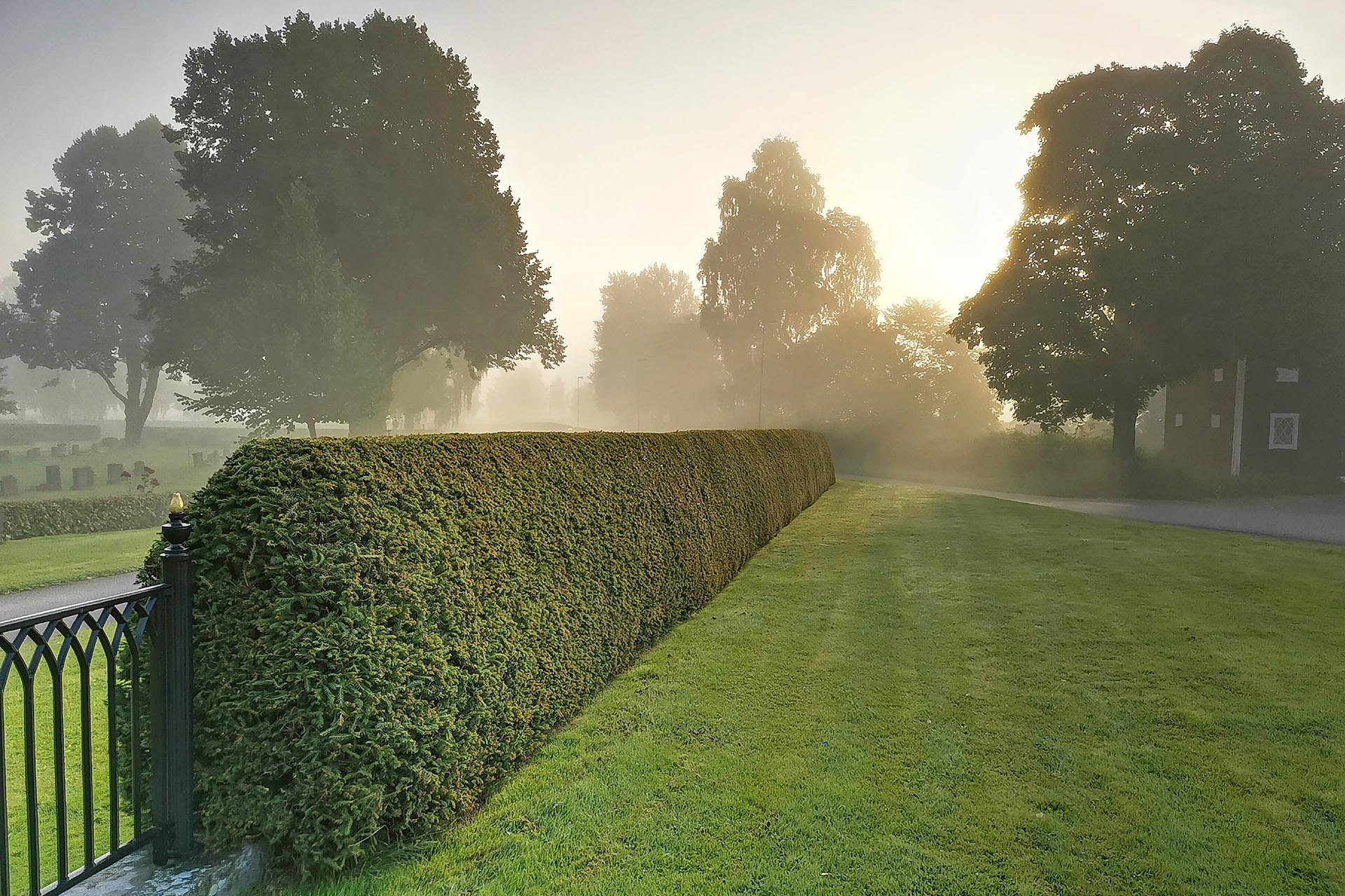 stämningsfull bild av granhäck i dimmigt morgonljus