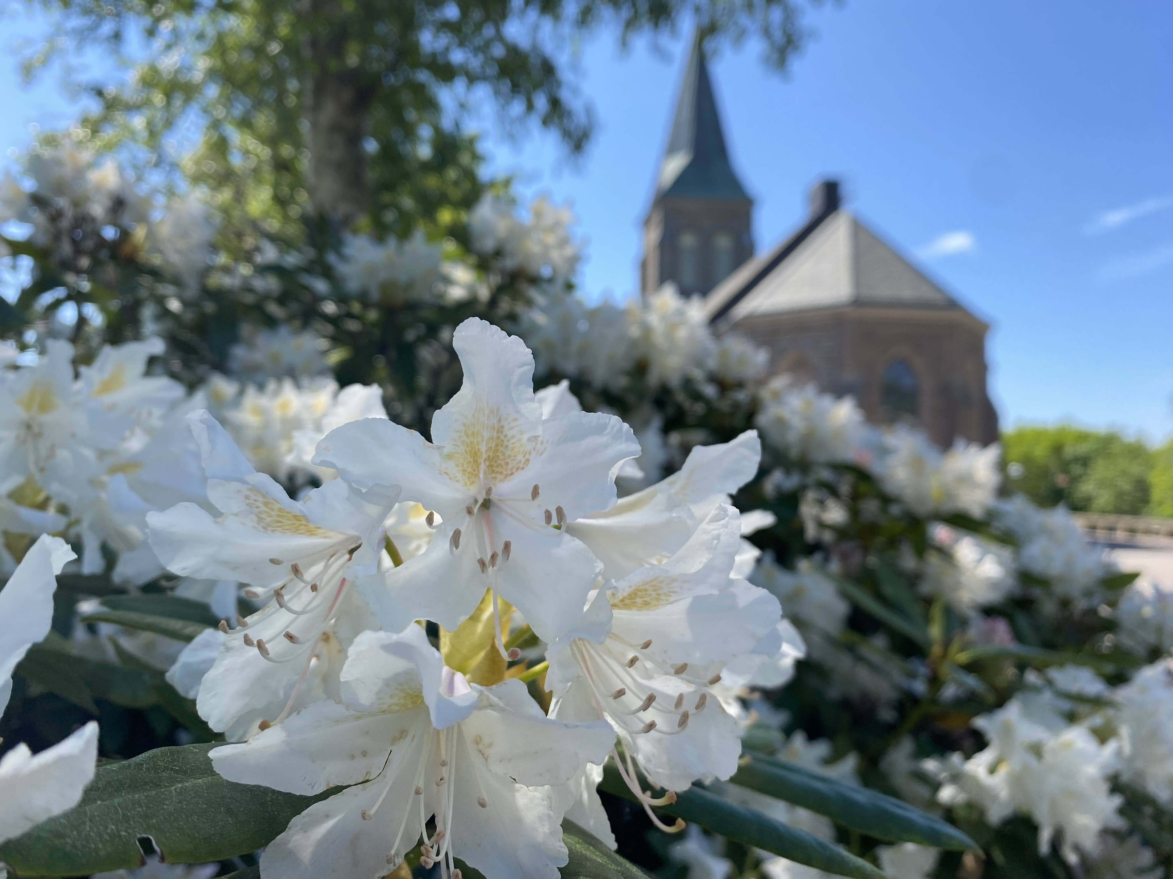Svenneby kyrka