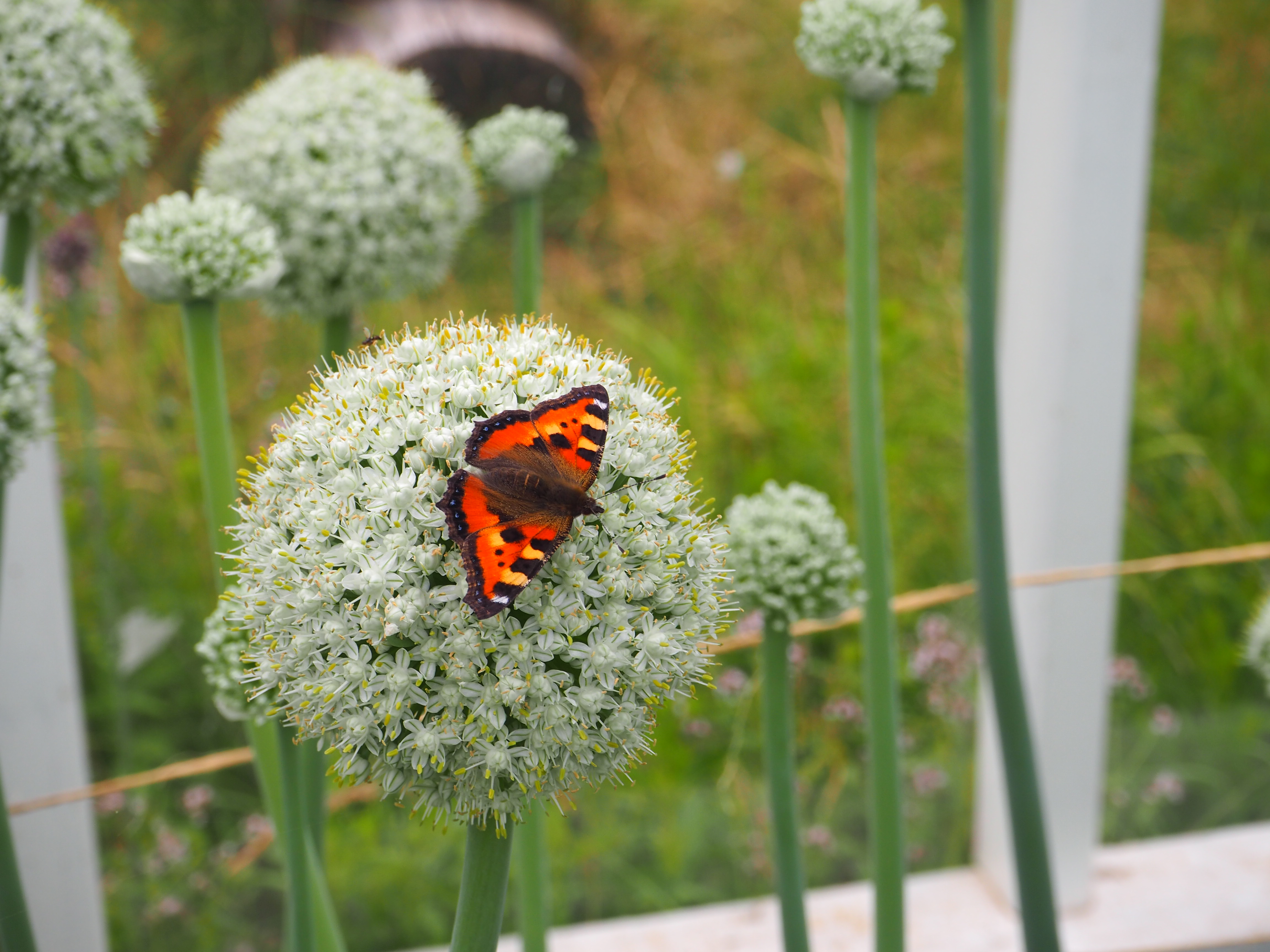 Nässelfjäril på lökblomma