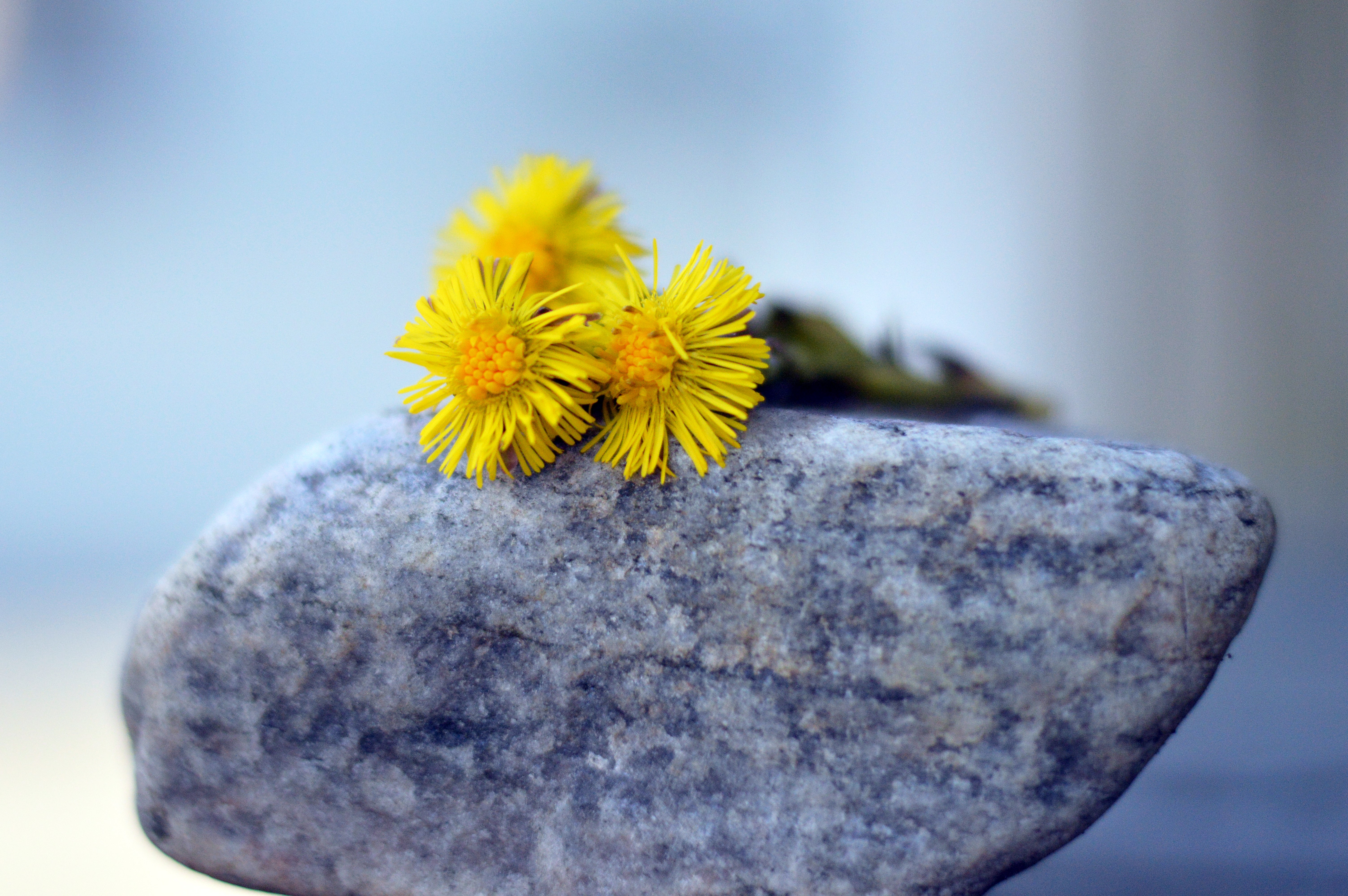 En gul blomma som ligger på en sten.