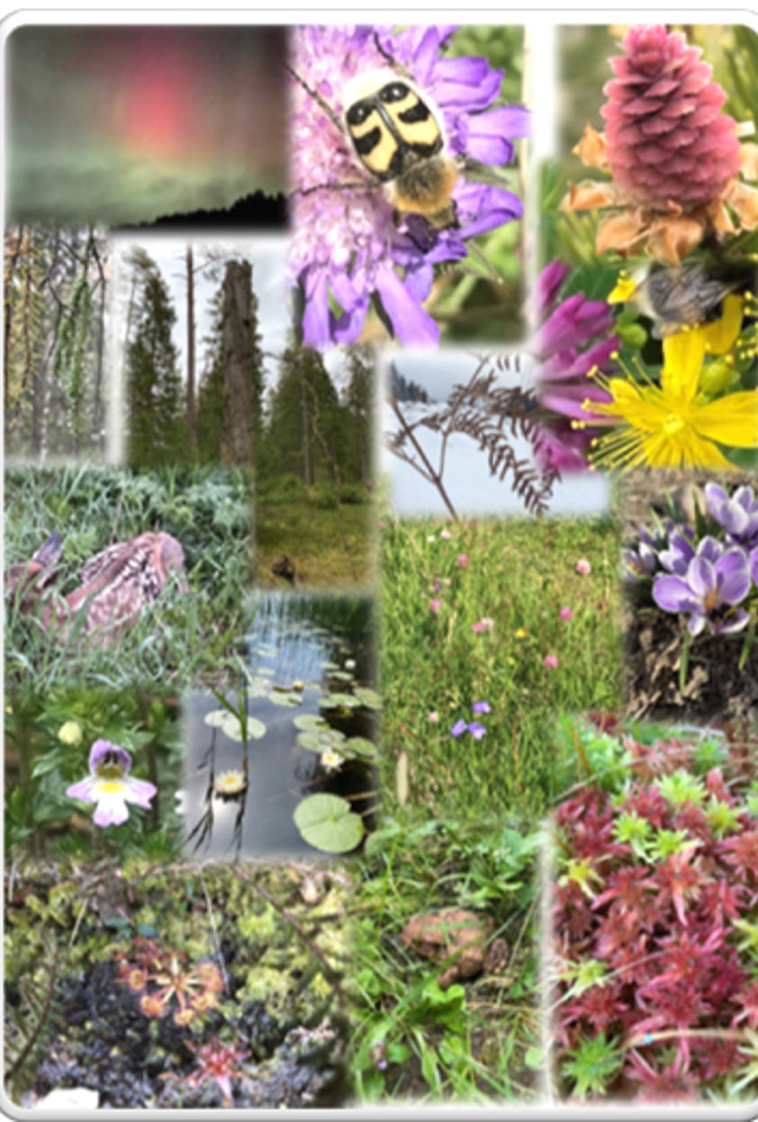 Blandade blommor och växter