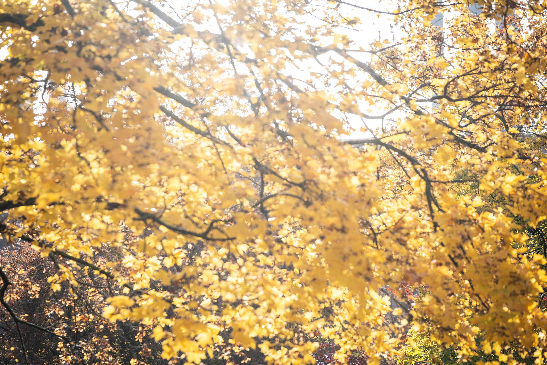 Träd med gula höstlöv.