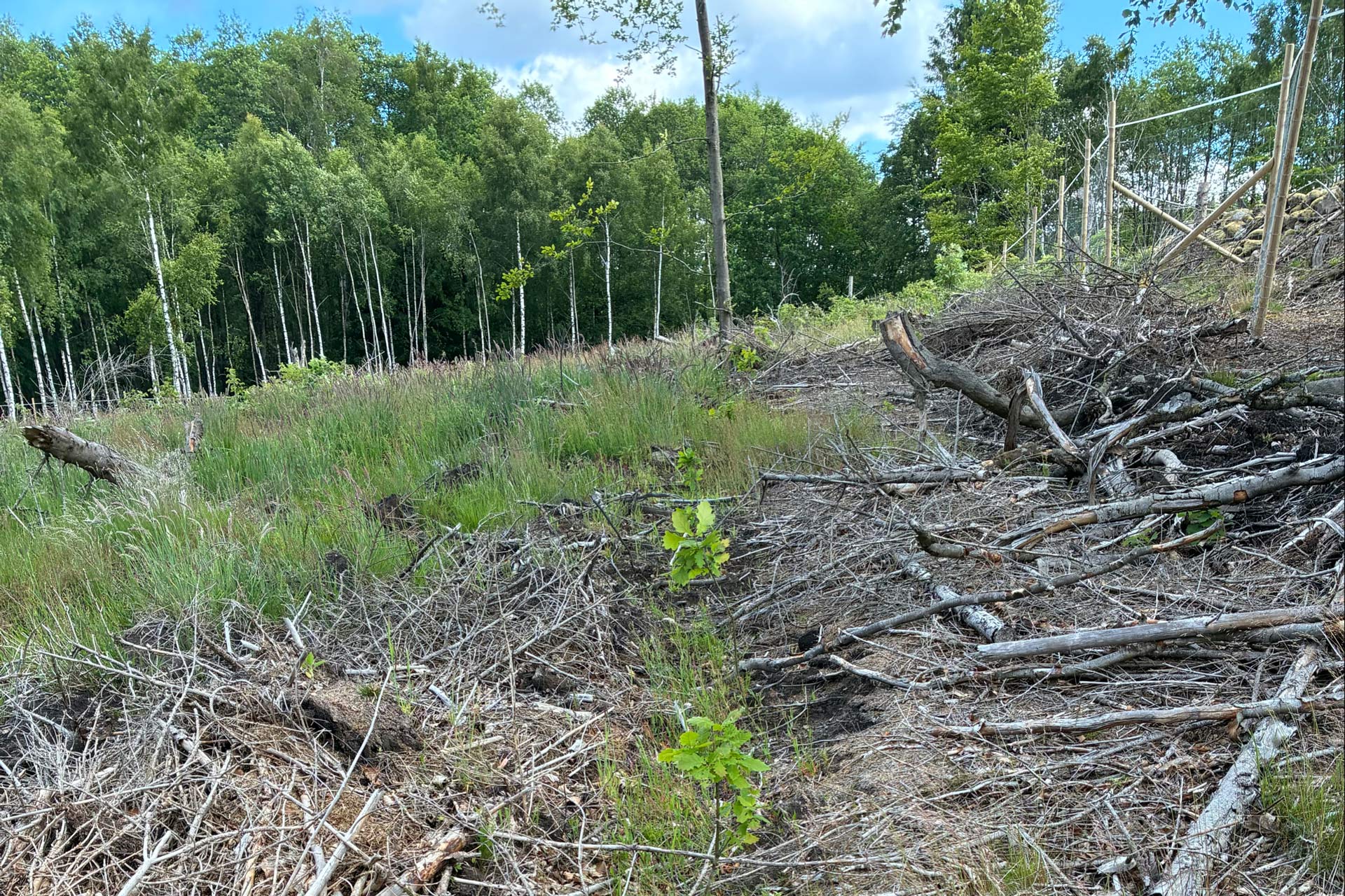 Små ekplantor är planterade ute i skogen.