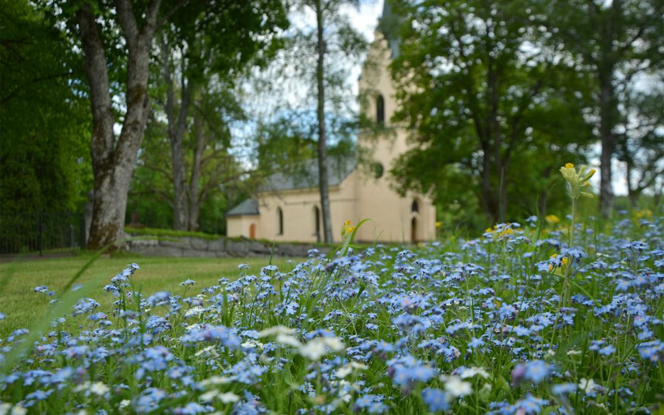 Ljusgul kyrka med torn med vita och blå blommor i förgrunden.