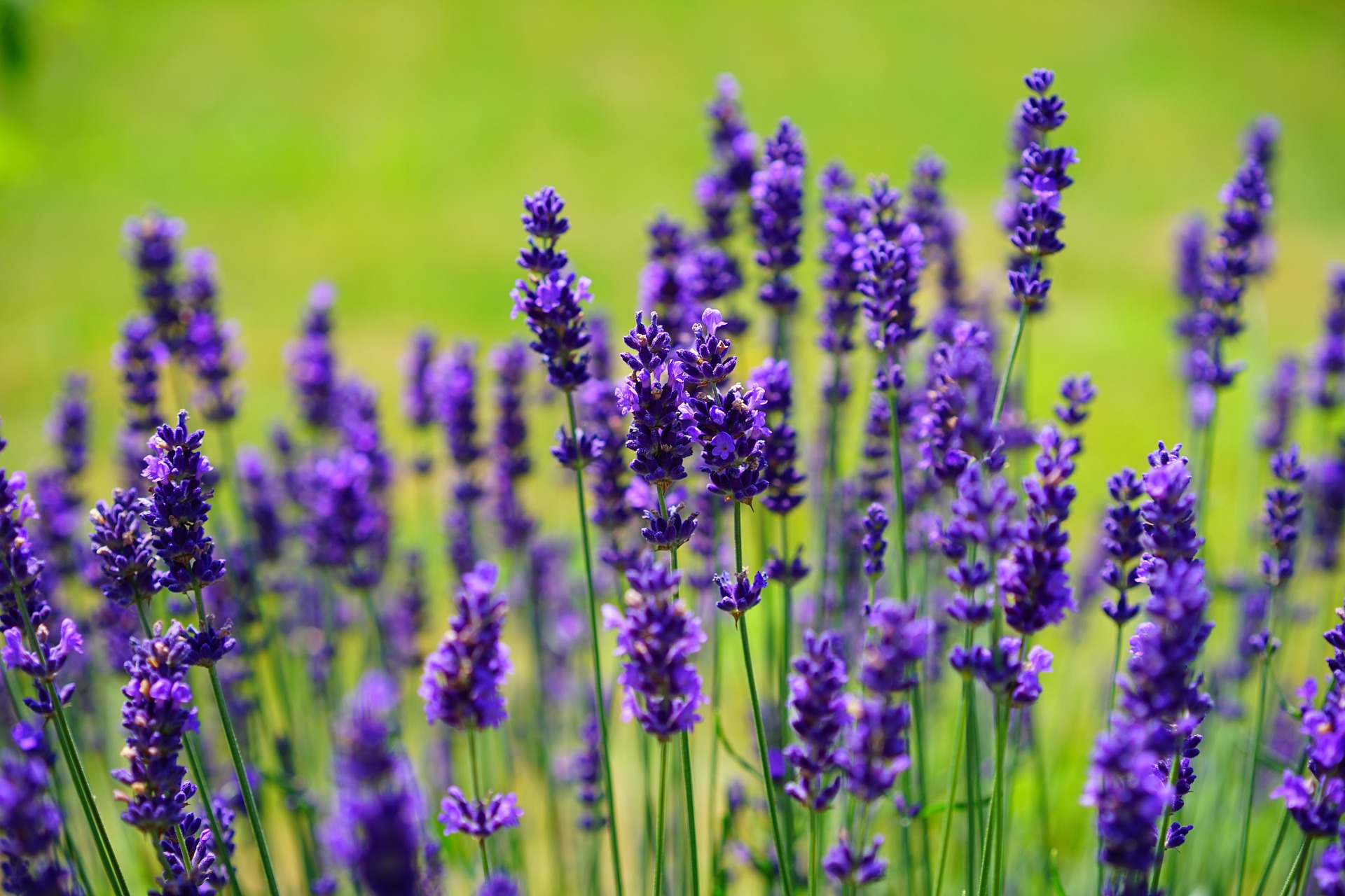 Lila lavendel mot ljusgrön bakgrund.