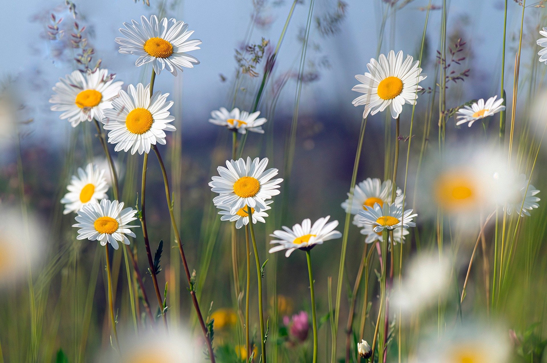 Prästkragar och andra blommor på en äng.