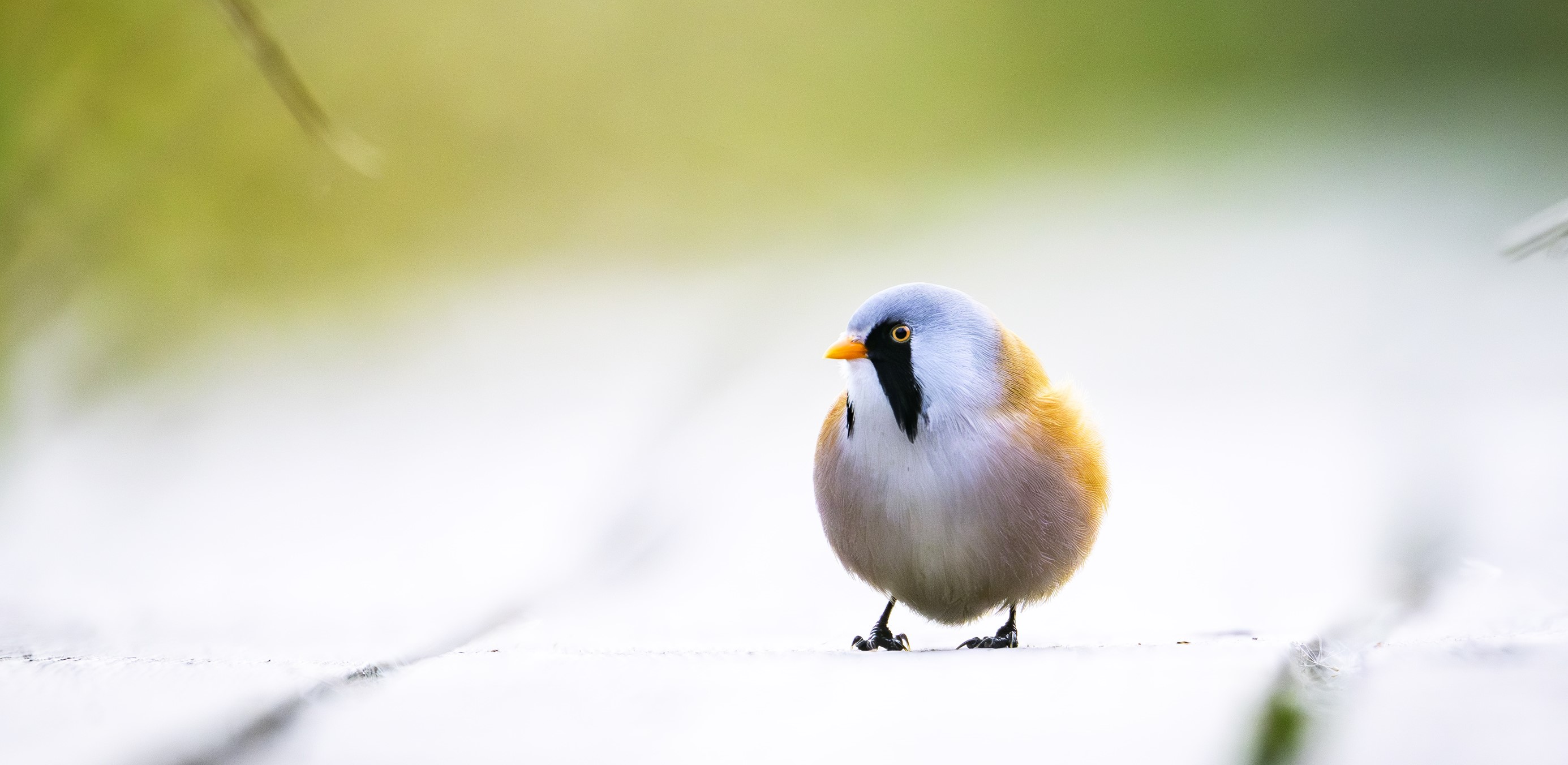 Ett färgrikt och närgånget "porträtt" på en småfågel med ljust gröna toner av ett naturlandskap i bakgrunden.