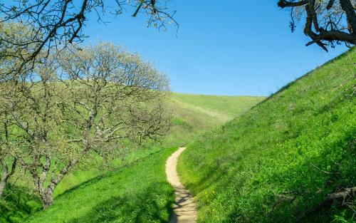 En stig går genom ett vårlandskap med grönt gräs, gula blommor och ekträd i en sluttning ovanför.