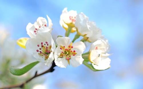 Fruktblomster