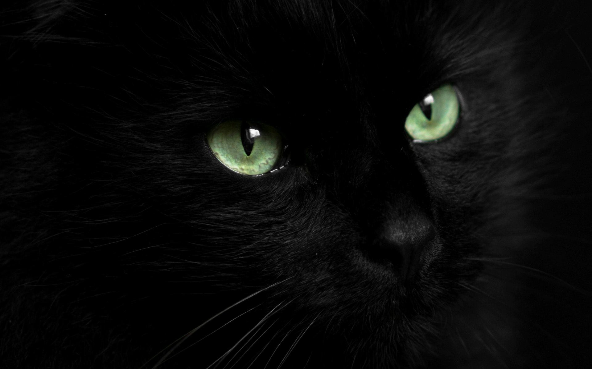 Närbild på en svart katt. Det är nästan bara ögonen som syns.