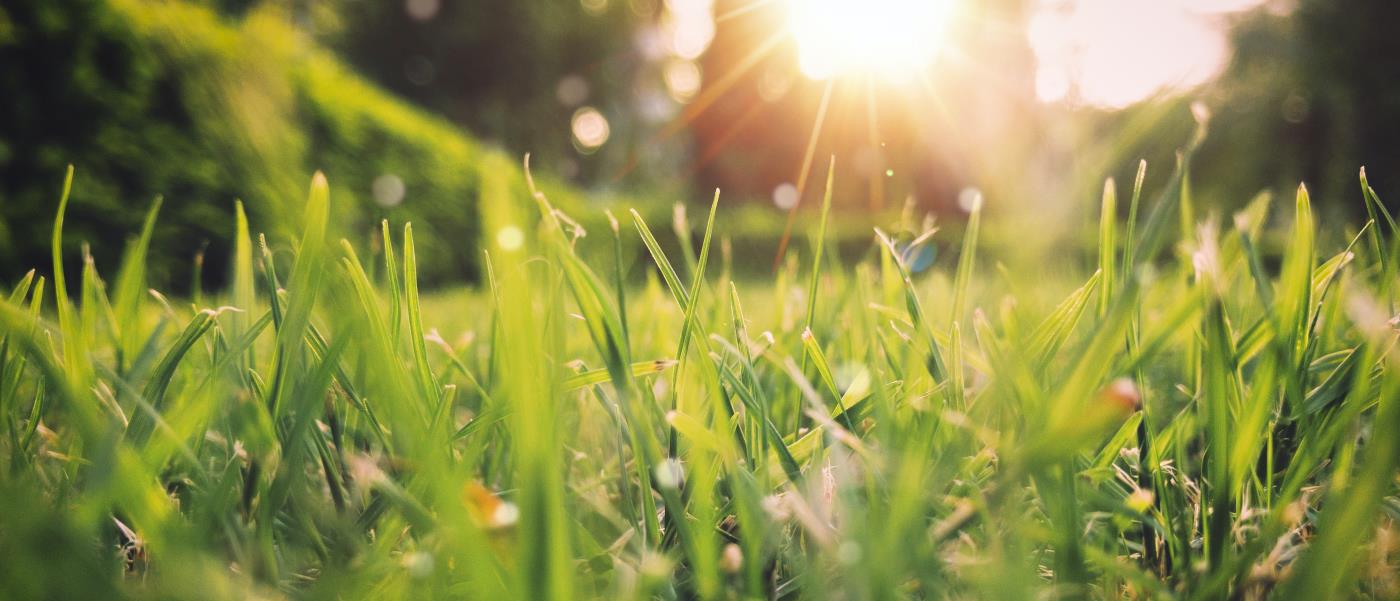 Solen lyser över ett grönskande, daggstänkt fält i närbild.