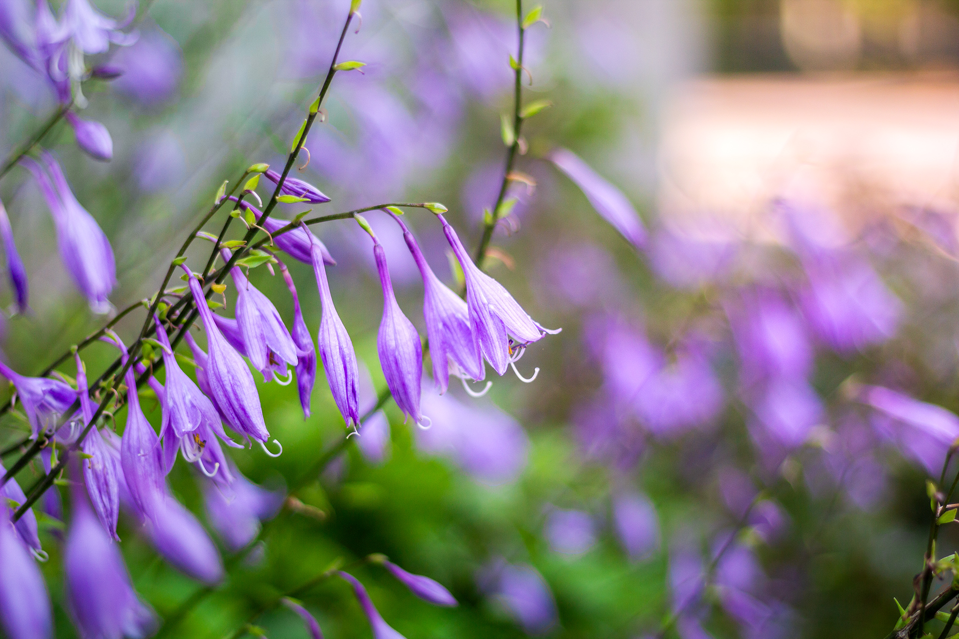 Massvis med lila blommor som blommar med klockformade blomblad som sitter tätt ihop på grenarna.  