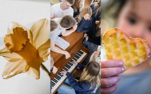 Bildcollage med tre bilder. 1. En gul påsklilja. 2. Ett gäng ungdomar som fotograferats ovanifrån, de spelar piano tillsammans. 3. En frasig hjärtformad våffla som hålls av en liten hand tillhörande ett barn som skymtar i bakgrunden av fotot. 