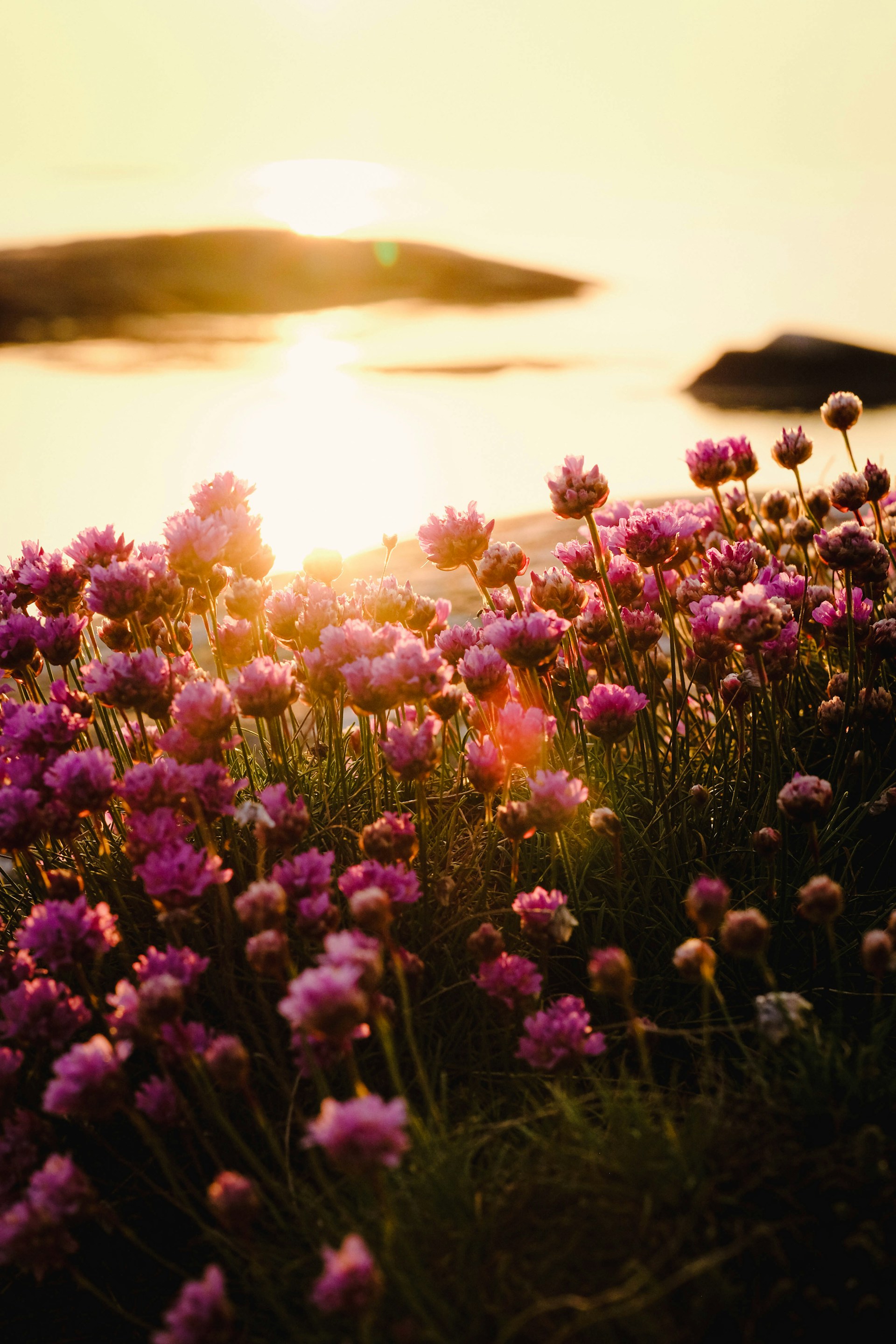 Ett fält med blommor i motljus.