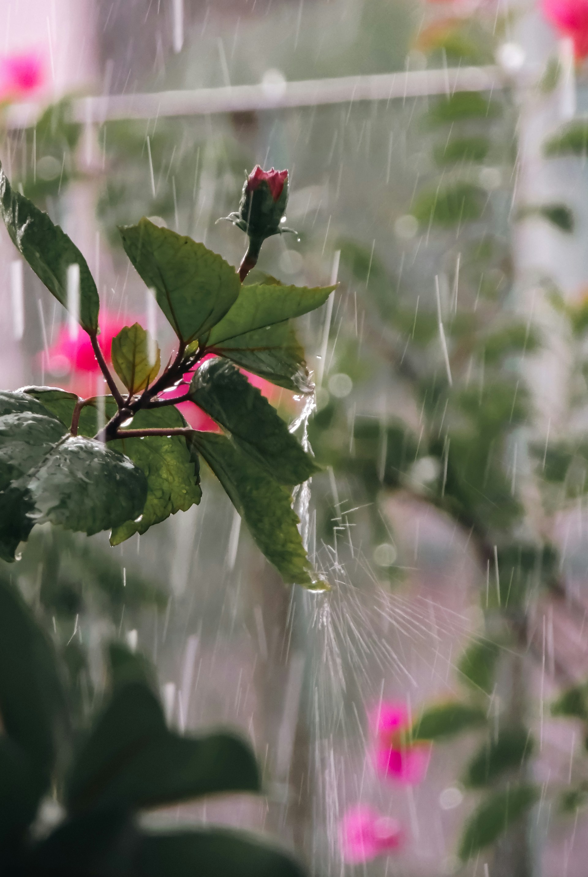 Rosa rosor i regn.