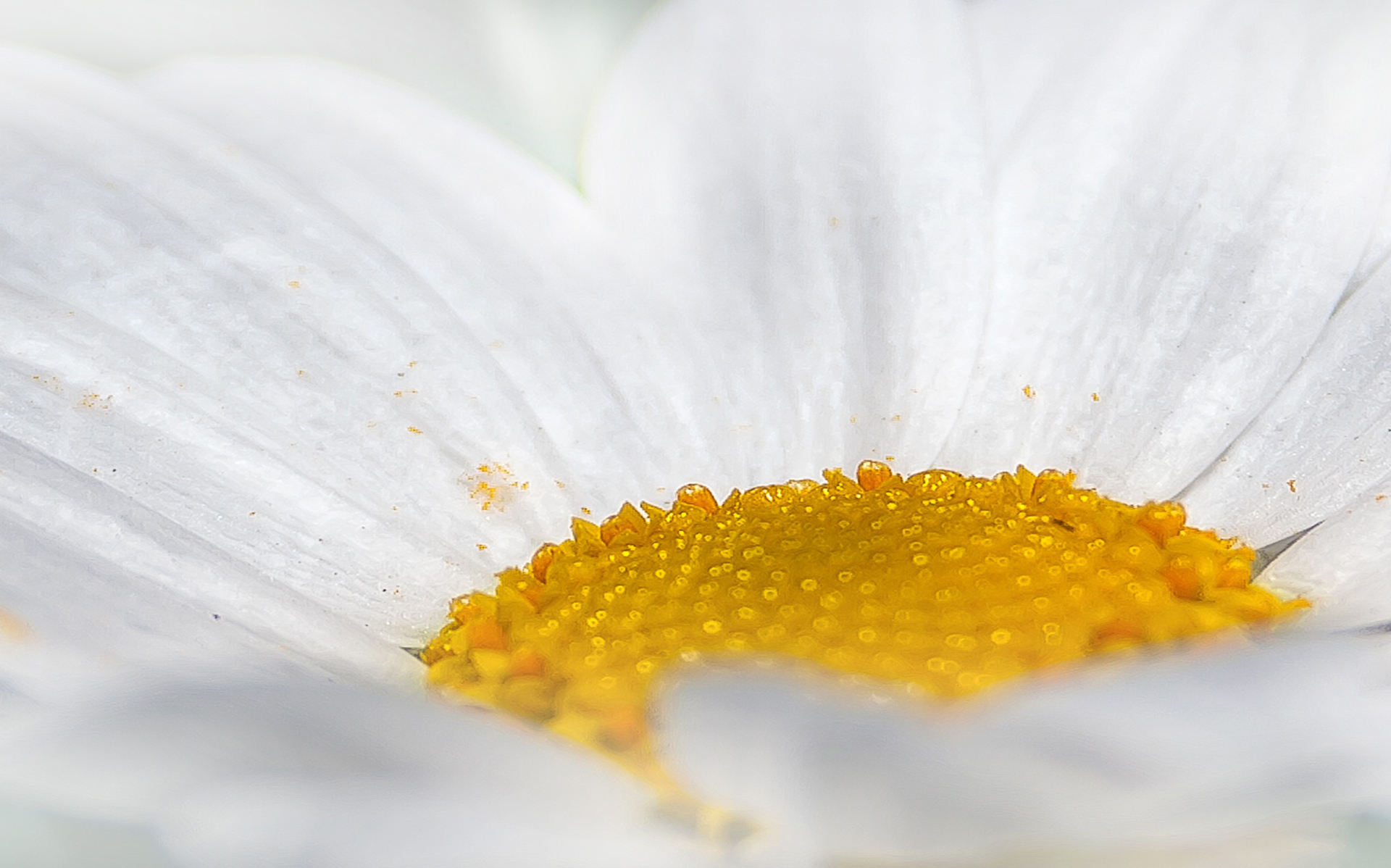 Närbild på en vit blomma.