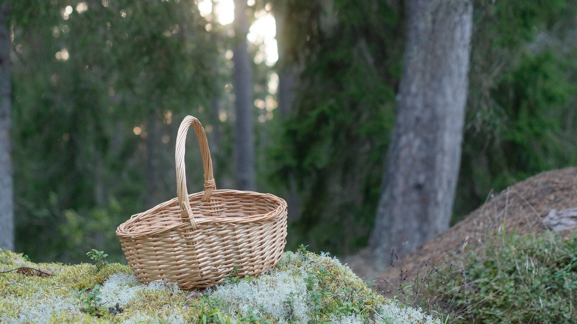 Svampkorg i skogen