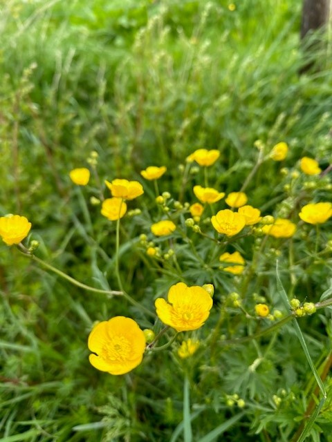 Smörblommor