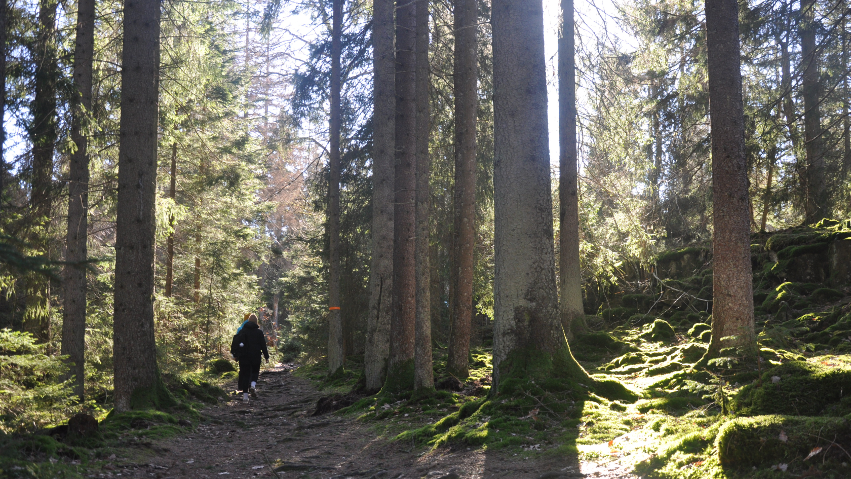 Vandrare i skogen på Hunneberg