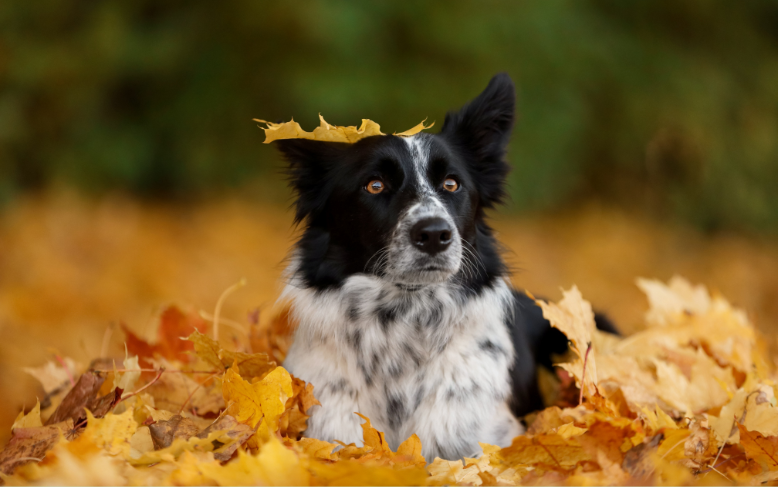 Hund i ett hav av gula löv