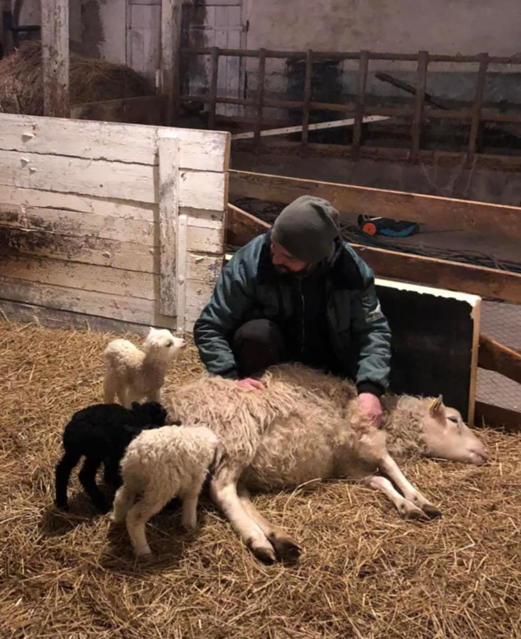 Oskar Eriksson i ett fårstall med en tacka och flera lamm