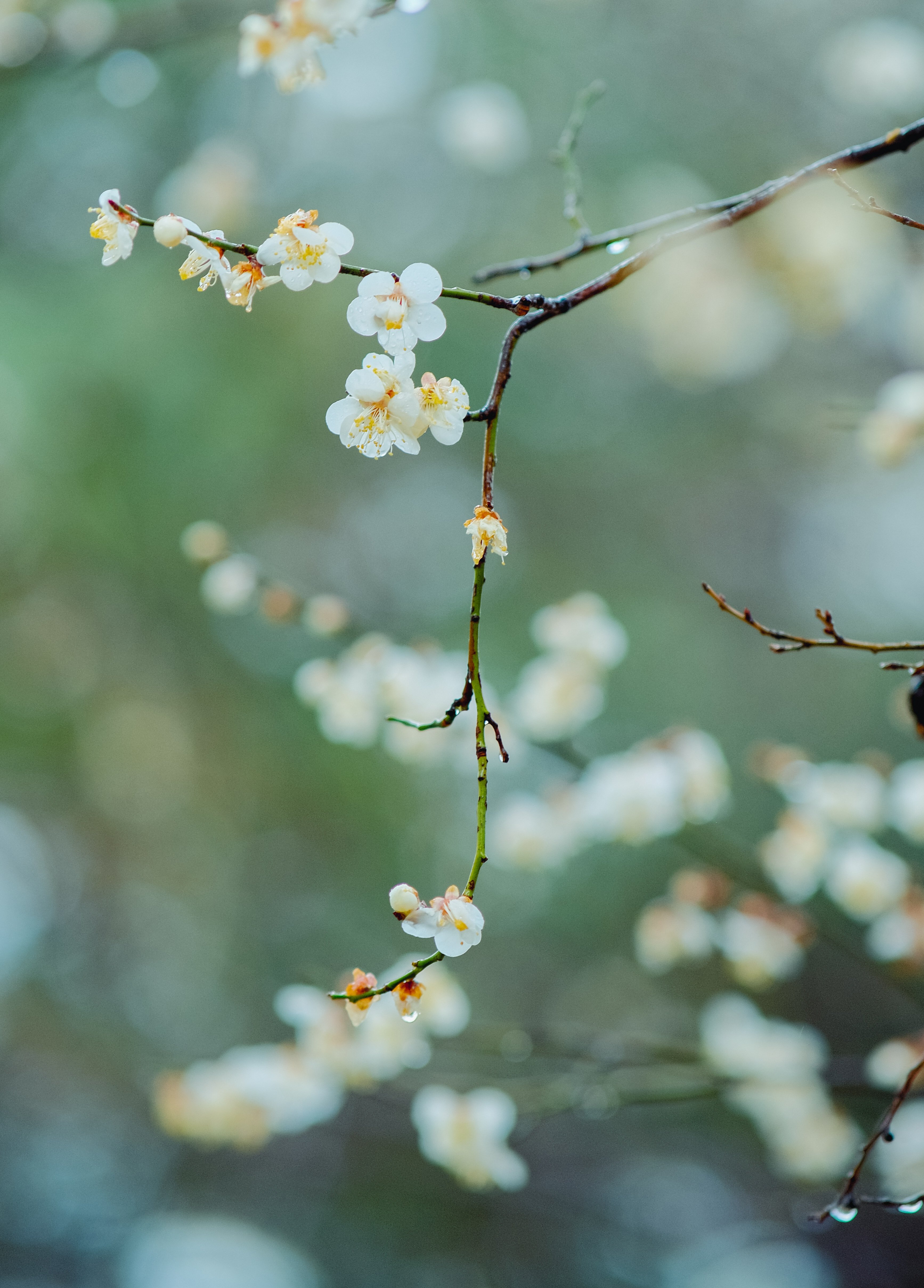 Vårblommor