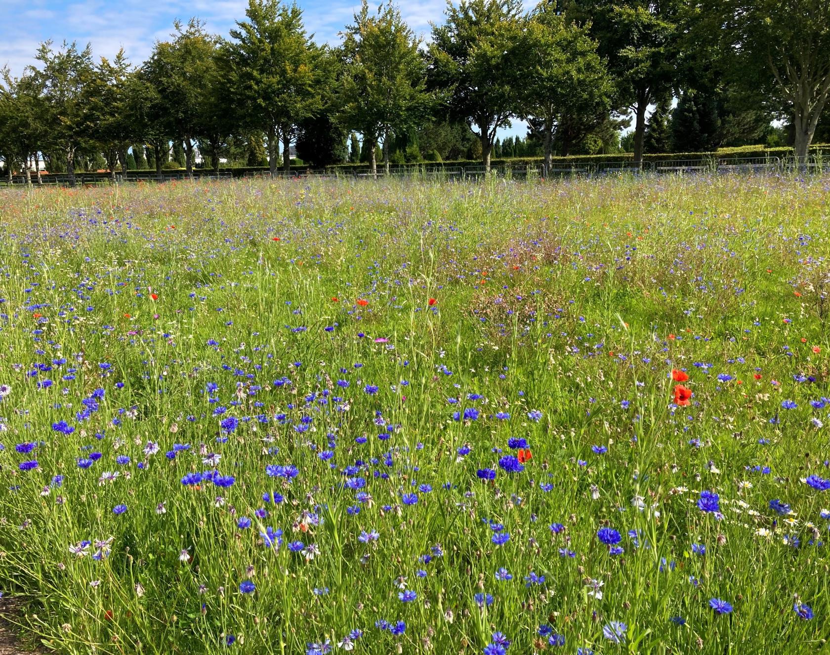 Vy över äng med riklig grönska med inslag av röda och blå blommor.