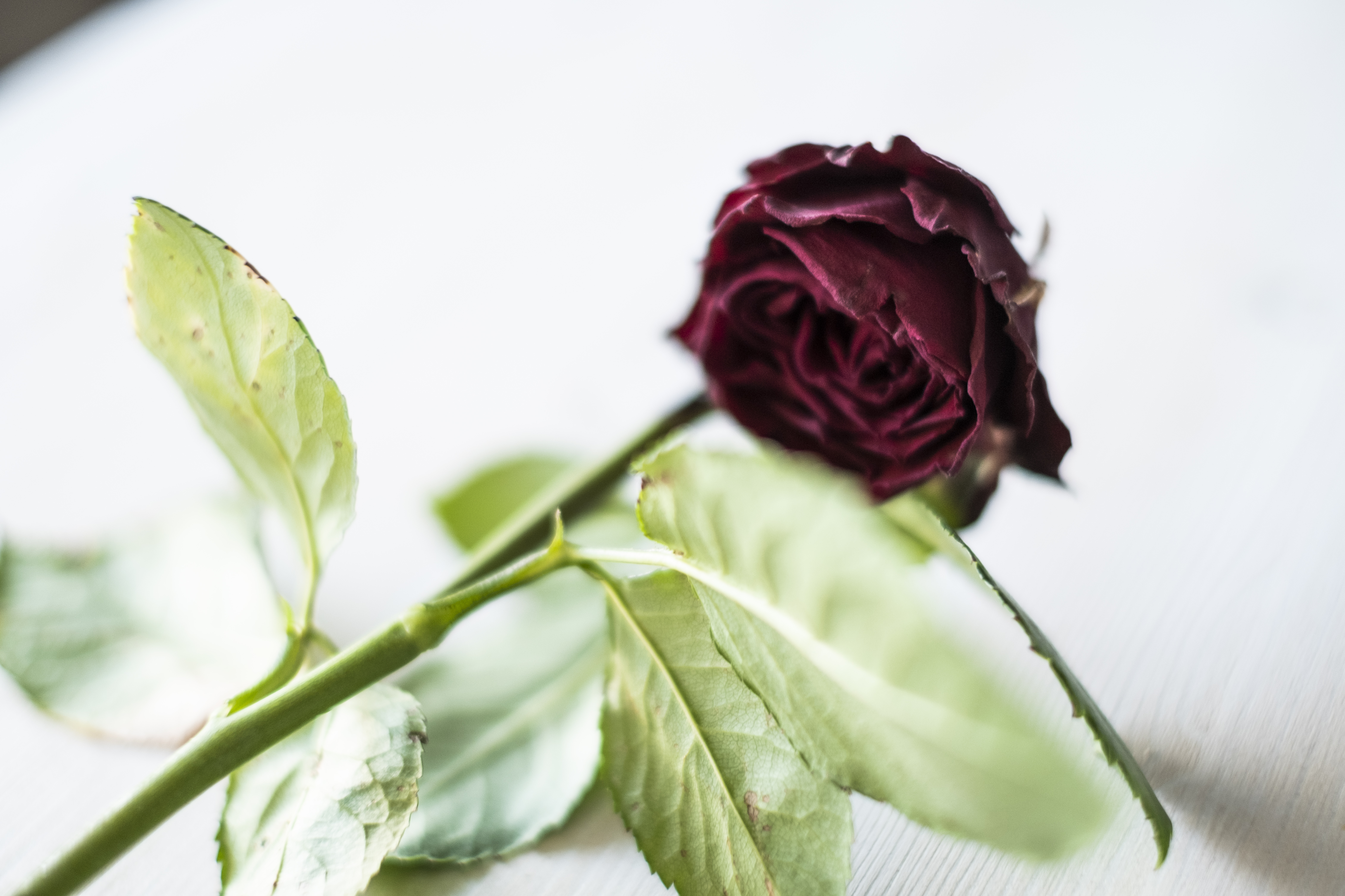 En röd ros på en vit träkista