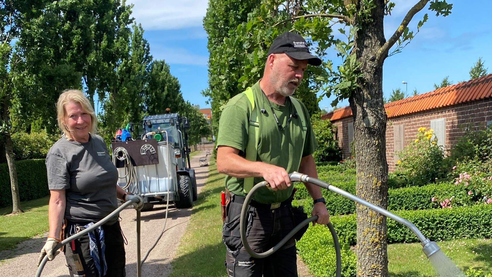 Två medarbetare vattnar med slang kopplad till en stor tank med kompostte på buxbomshäckar. 