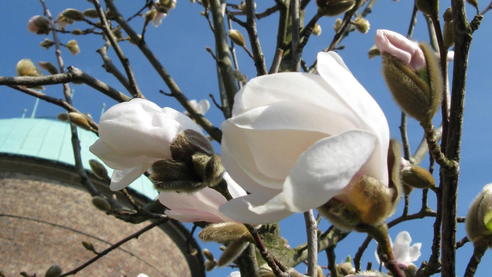 Magnolia som blommar vid krematoriet