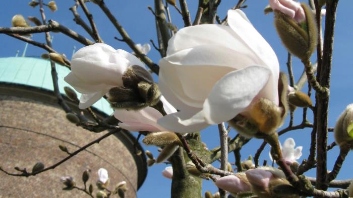 Magnolia som blommar vid krematoriet