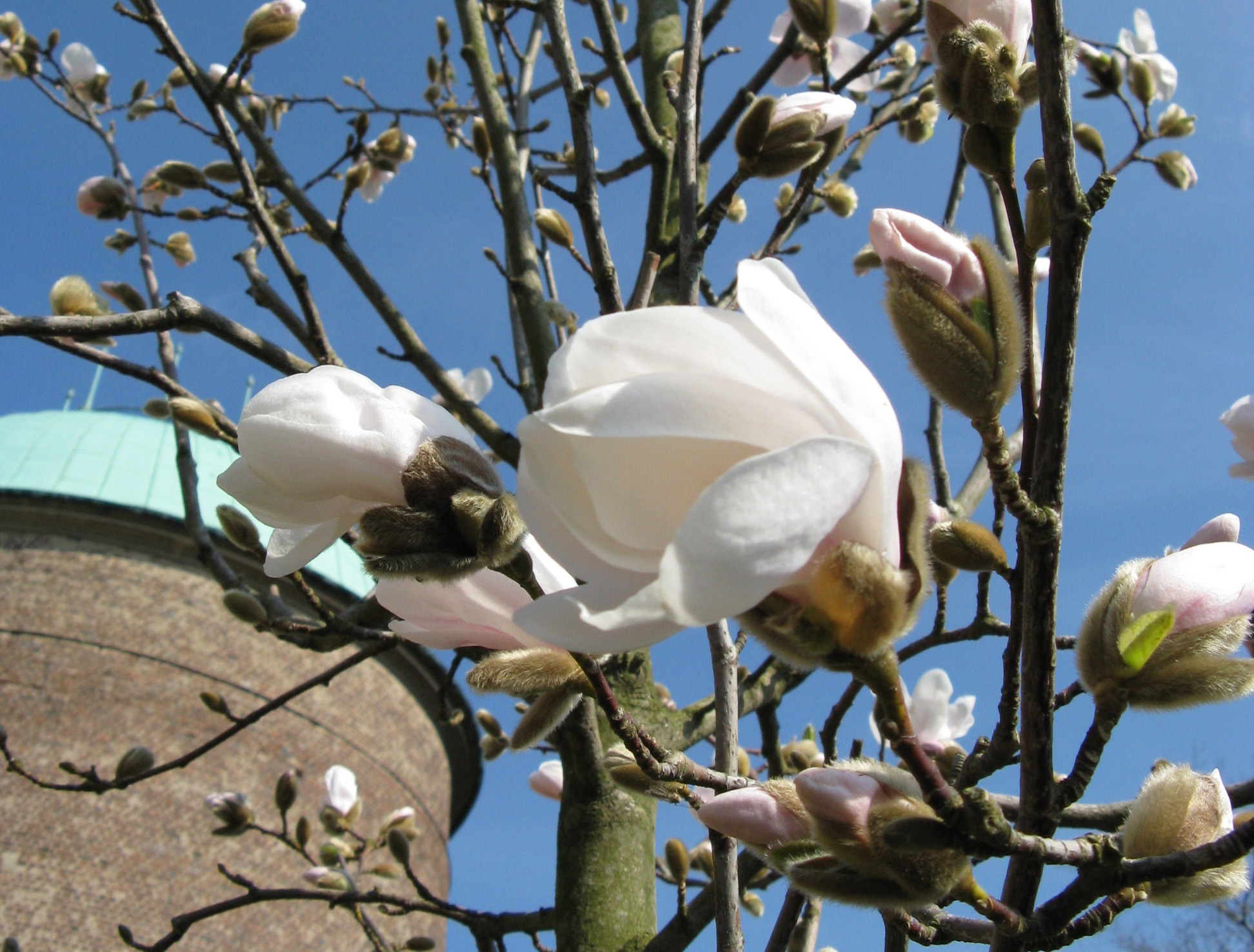 Blommande Magnolia med Helsingborgs Krematorium skymtande i bakgrunden.
