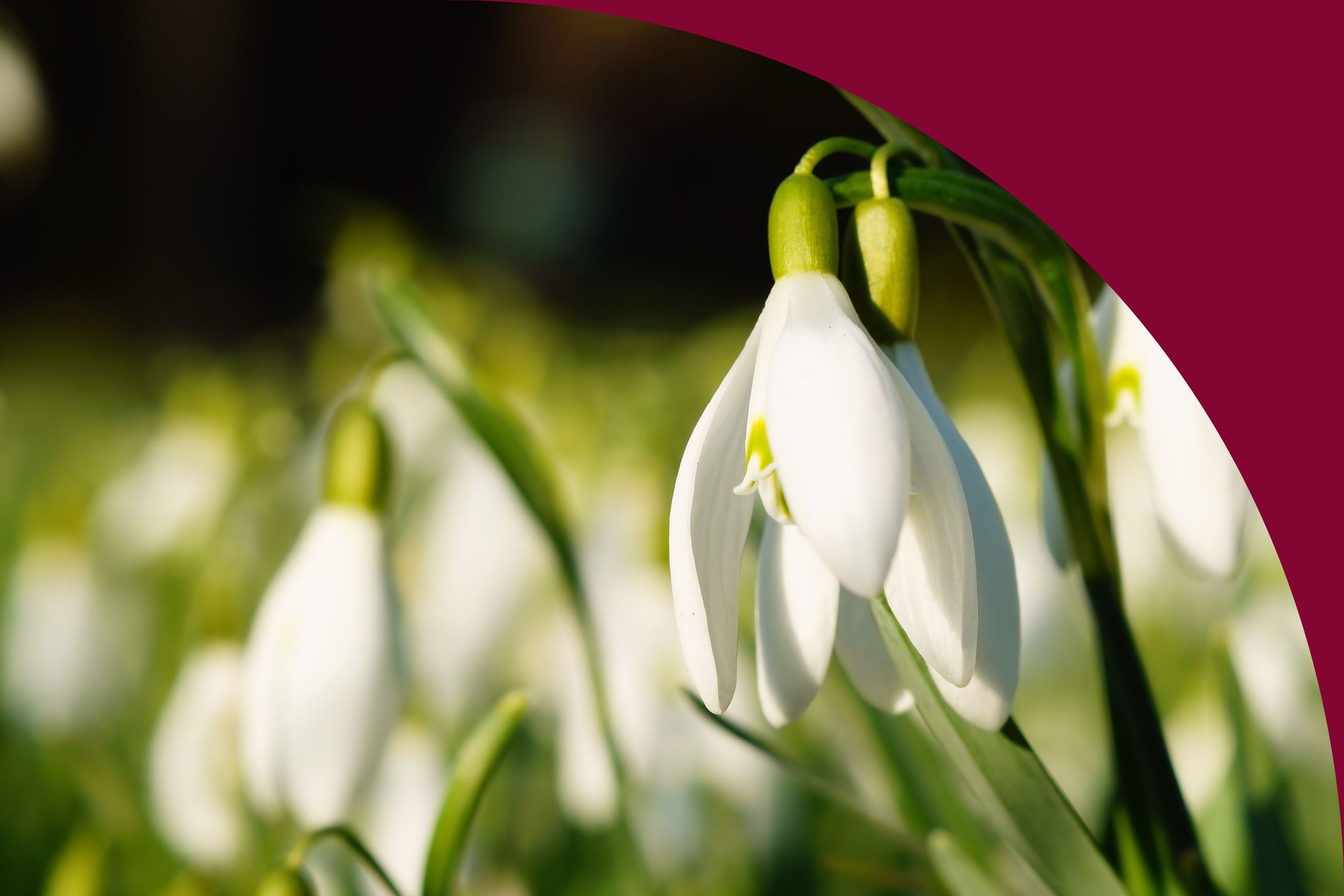 En bild på blommande snödroppar