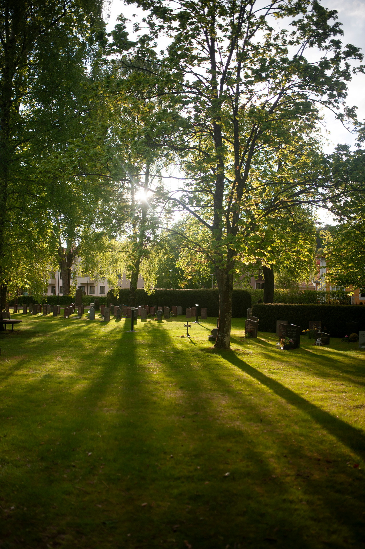 Ljusen silas mellan träden på Norra kyrkogården
