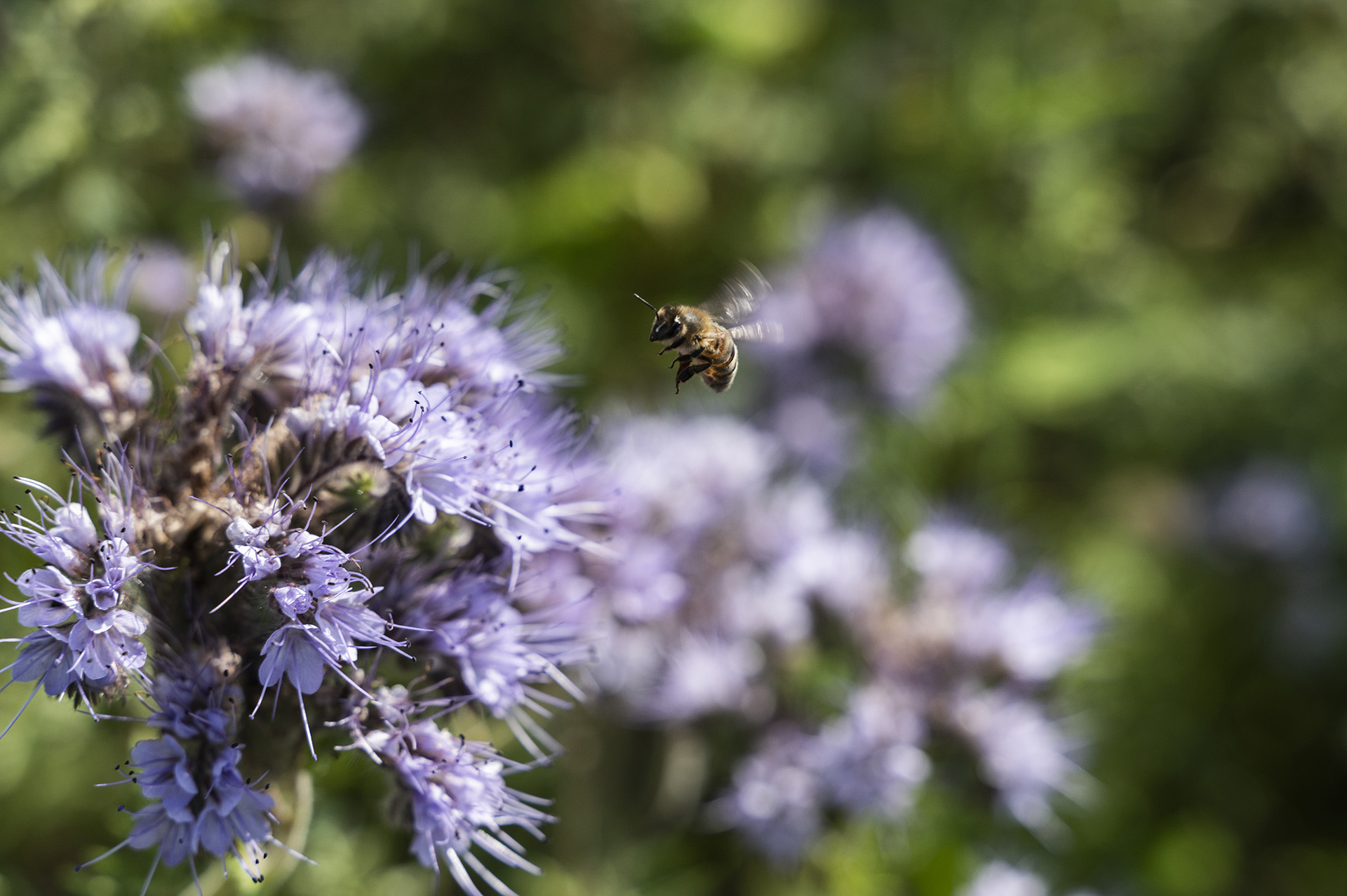 En humla gör sig beredd att landa i en lila blomma