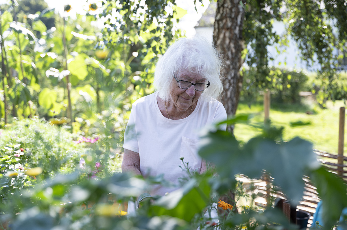 En vithårig kvinna som plockar blommor