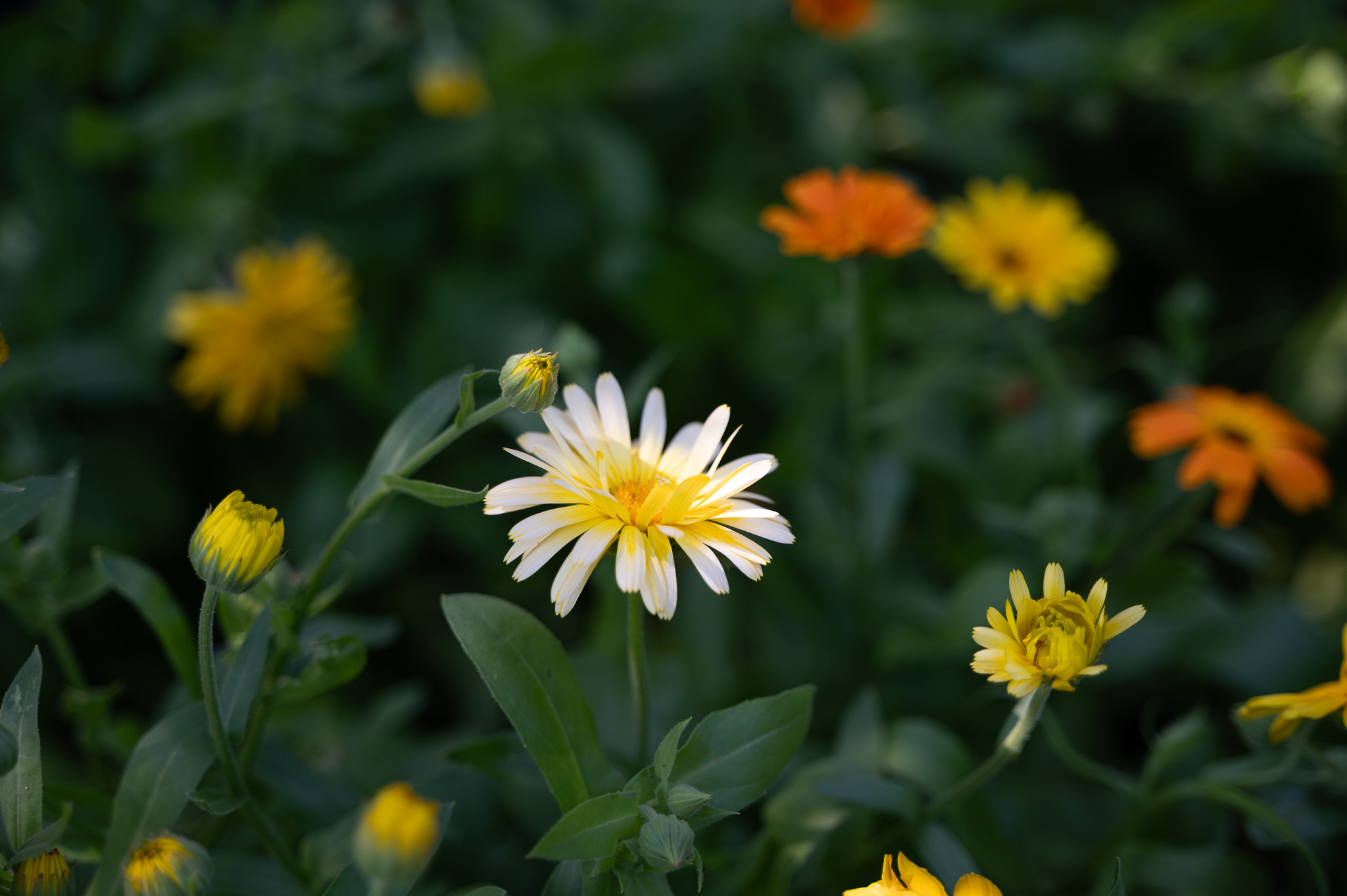 Blommande ringblommor