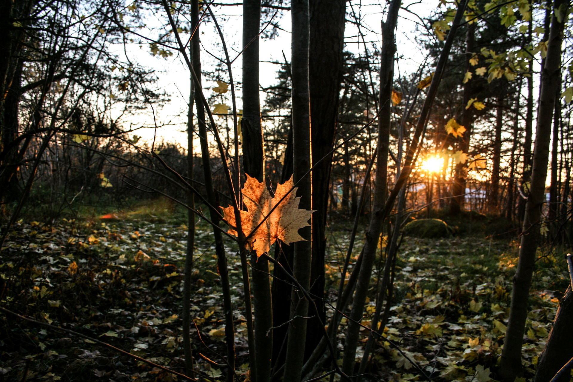 Höstlöv i motljus