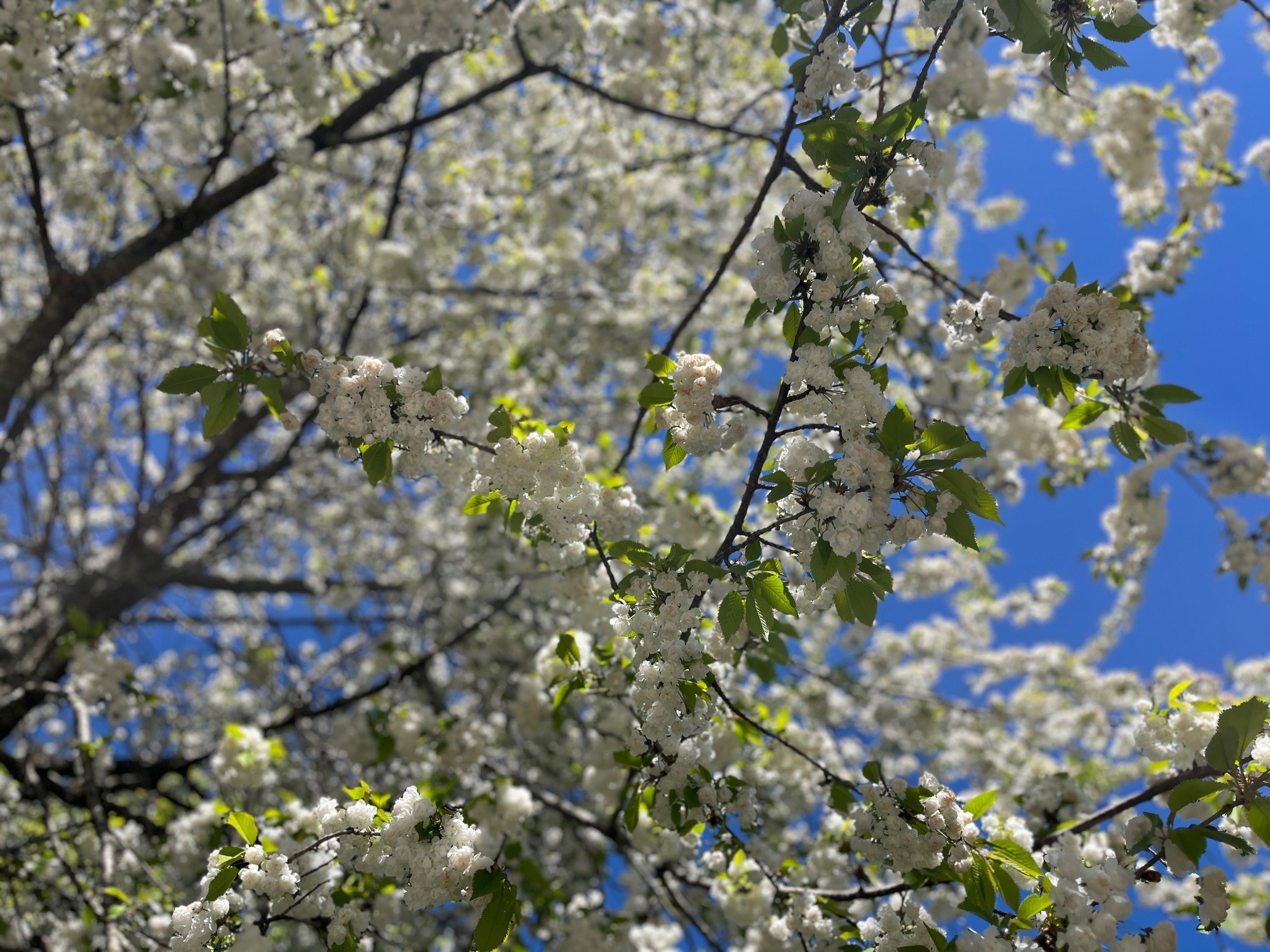 Blommande träd