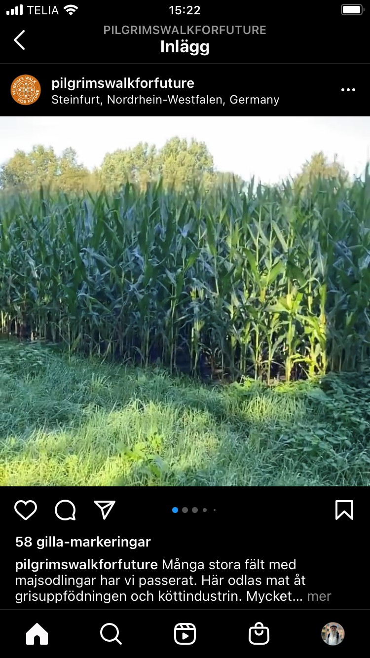 De passerar enorma majsodlingar som används som föda till grisar i den enorma köttproduktionen, varav mycket exporteras till Kina.