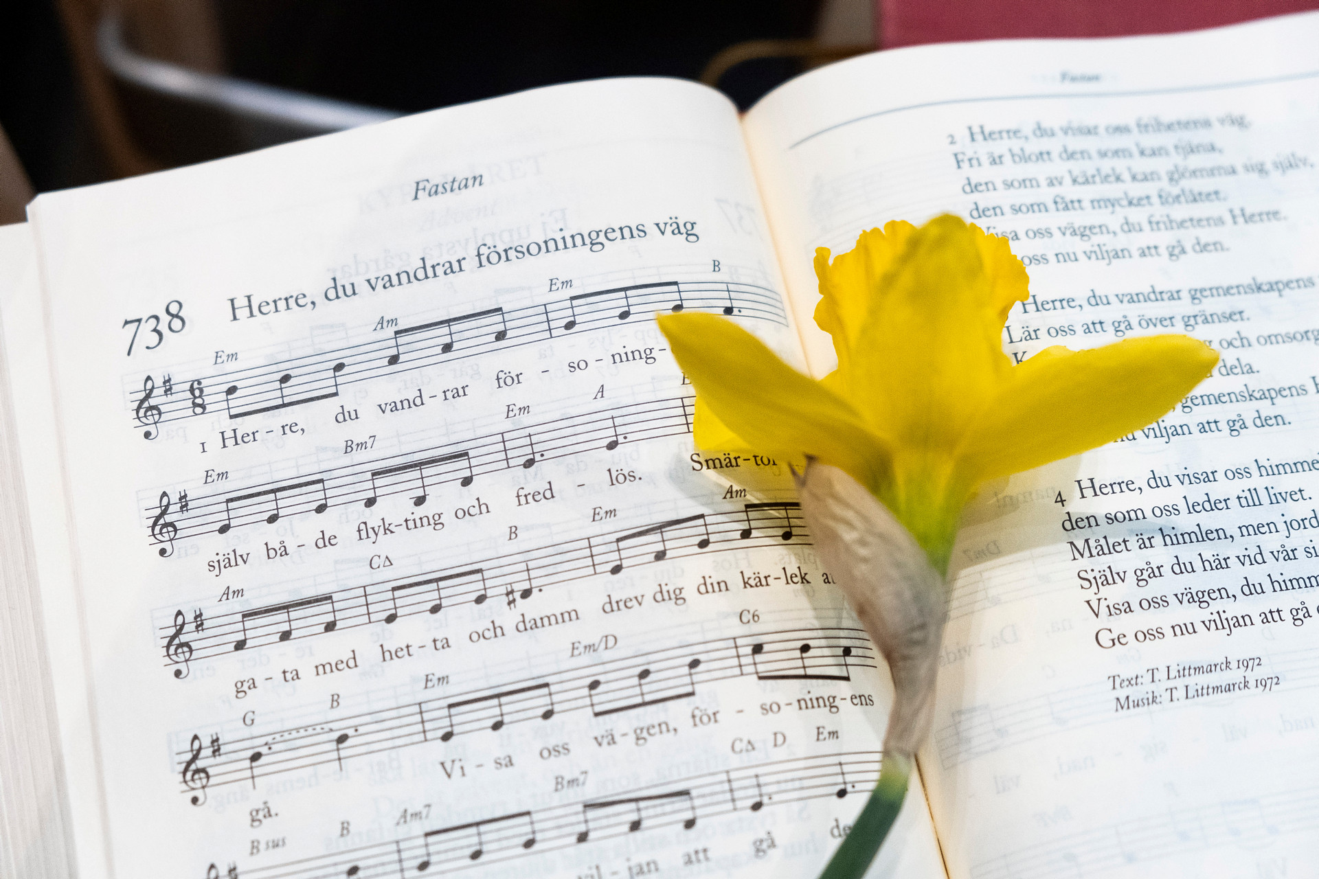 En gul påsklilja ligger i en uppslagen psalmbok