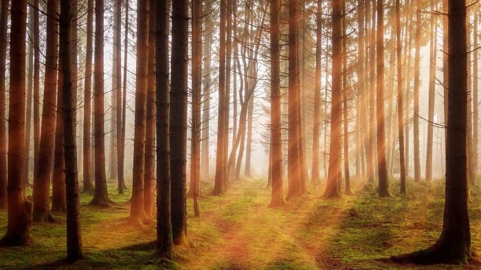 Skog med solstrålar och solljus