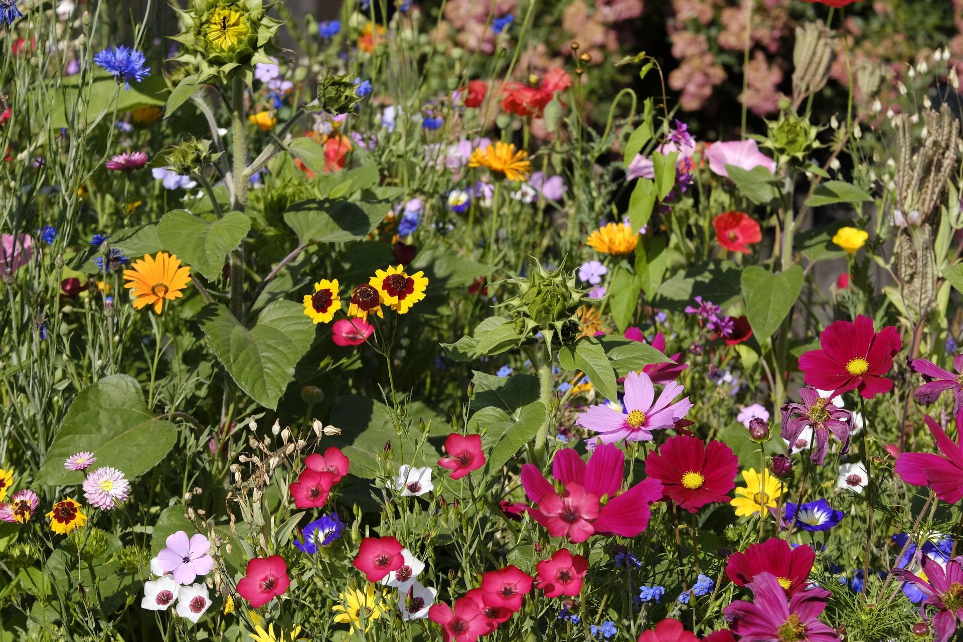 Sommaräng med blommor i olika färger, gult, rosa, vitt m.m 