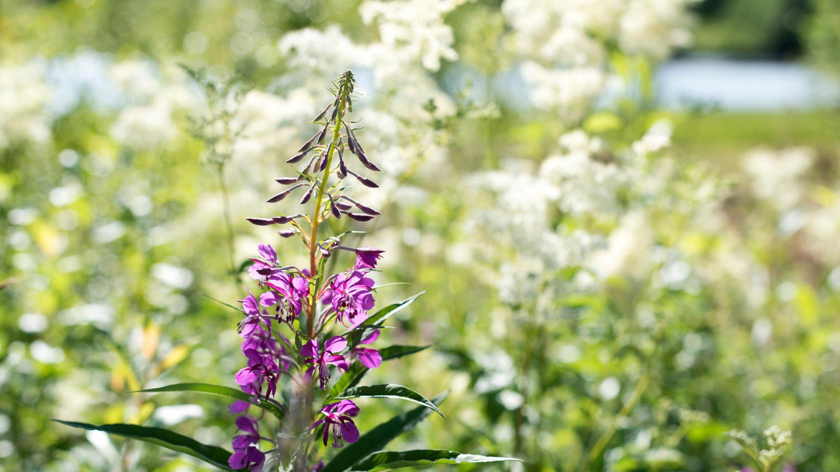 Blomsteräng