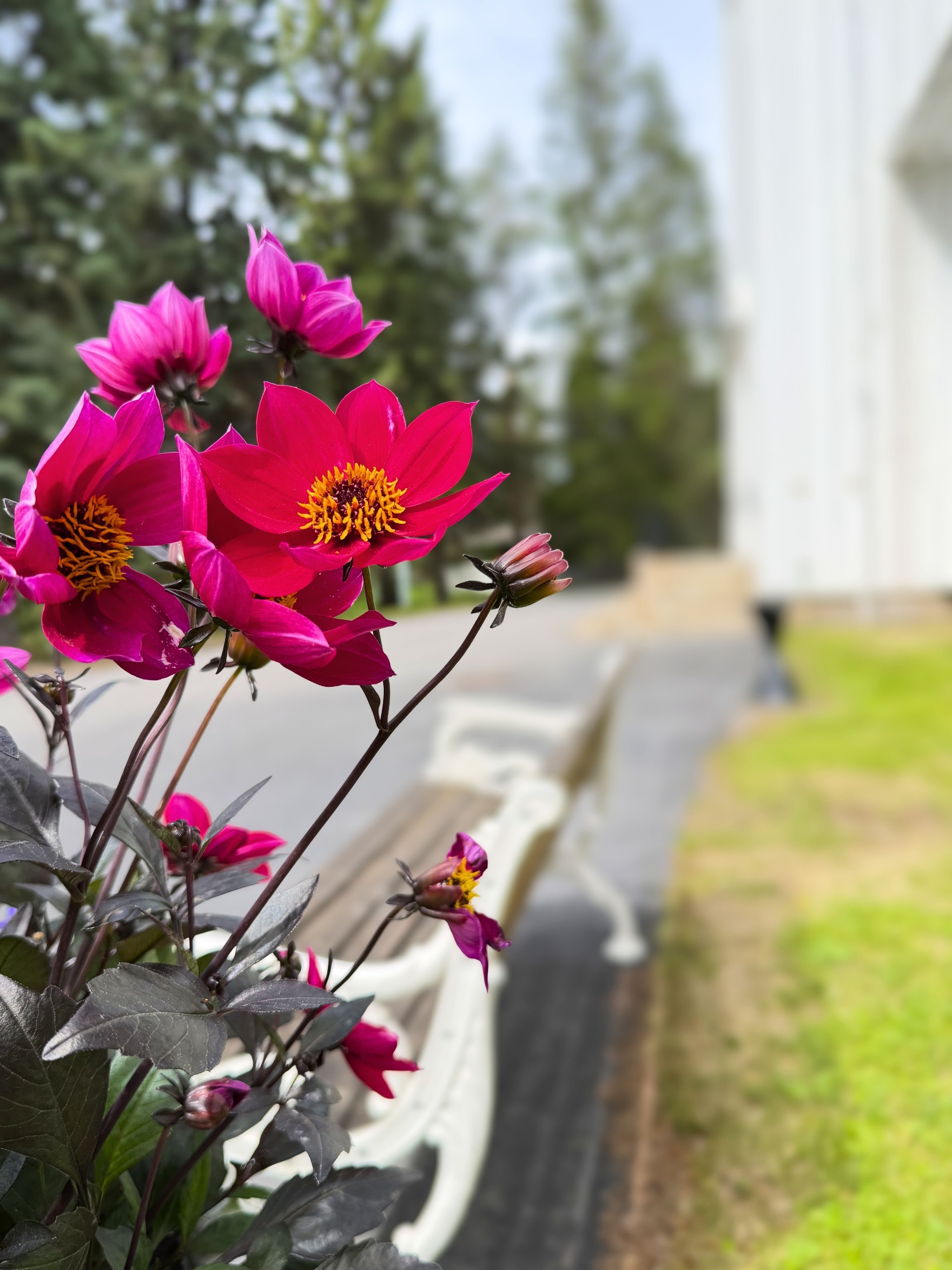 En cerise dahlia i förgrunden. En parkbänk i vit gjutjärn och trä bredvid.