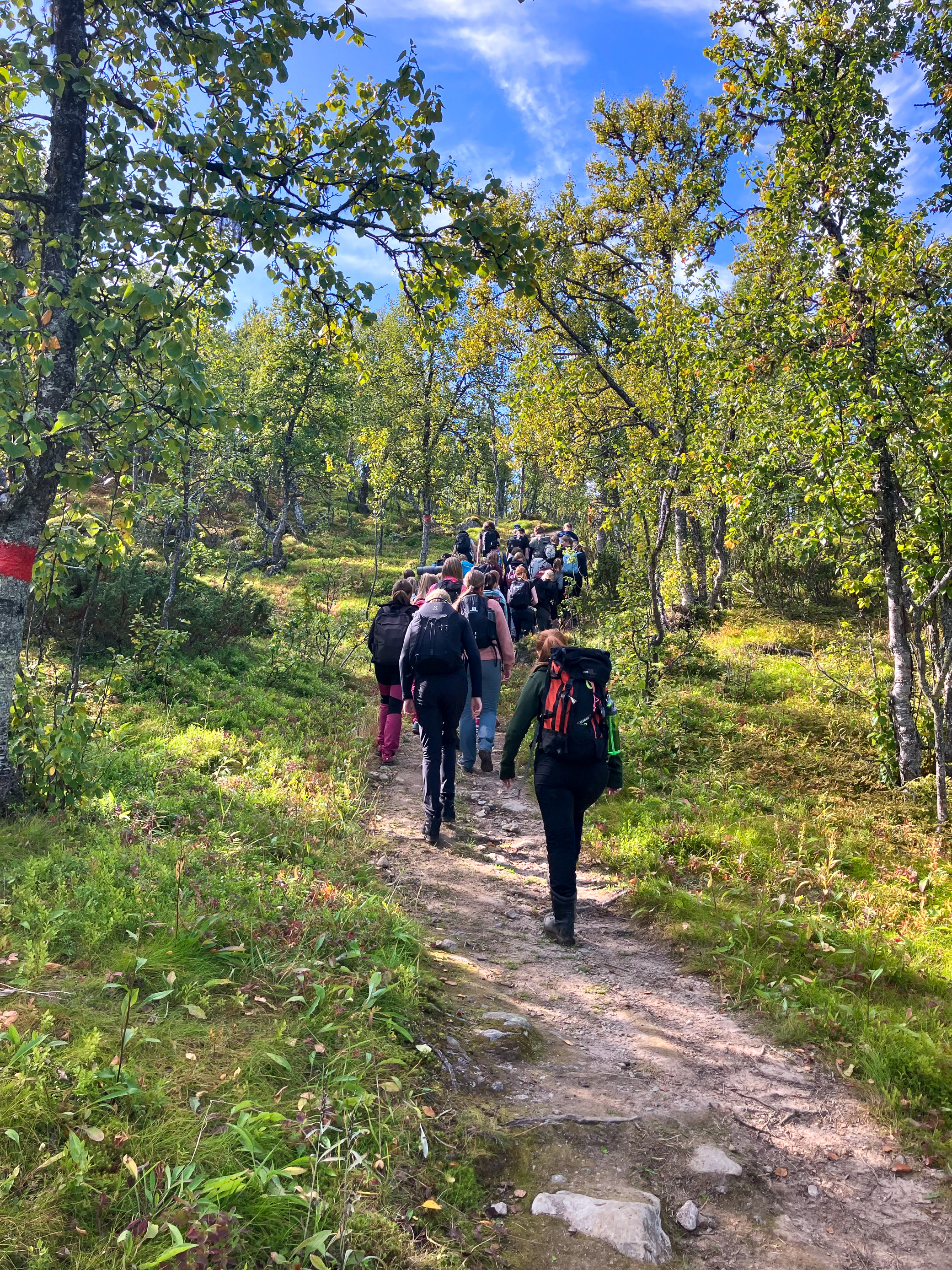 Ett större sällskap vandrar på en stig genom fjällbjörkskog. Stigen slingrar sig genom grönskande vegetation medan solljuset faller mellan träden under en klarblå himmel med enstaka moln.