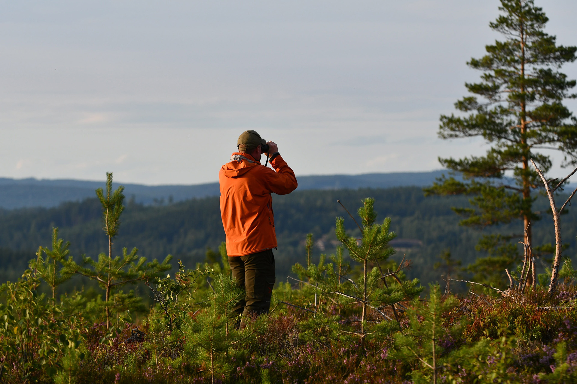 En man tittar ut över skog och mark med sin kikare.